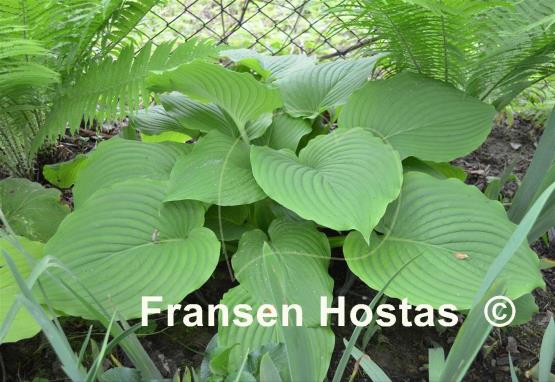 Hosta Elata